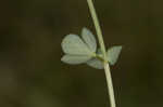 Bird's-foot trefoil